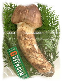 おおきな松茸(゜o゜) – 【岩手県】道の駅 石神の丘｜彫刻の美術館と